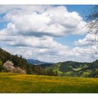 Der Mai hält Einzug im Schwarzwald