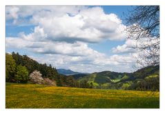 Der Mai hält Einzug im Schwarzwald