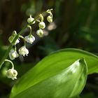 Der Mai im Garten