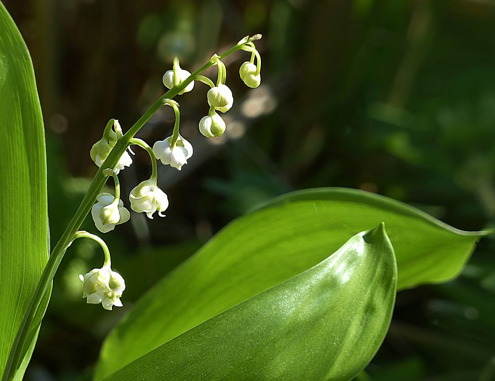 Der Mai im Garten