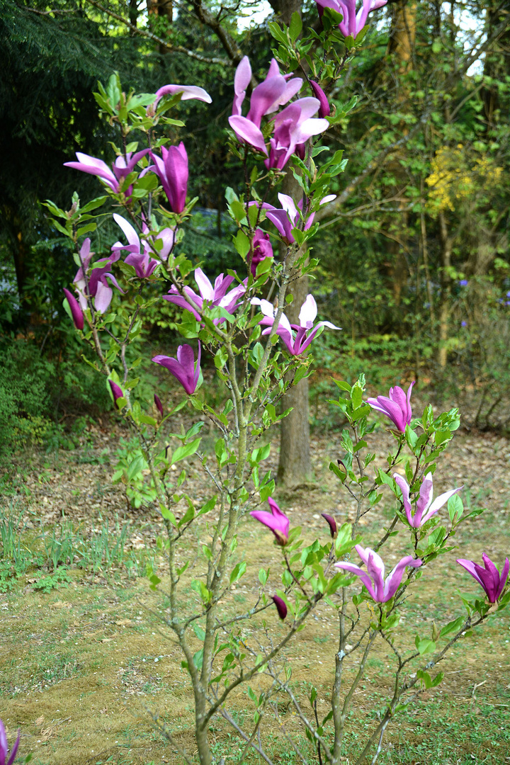 Der Mai ist da: Unser kleiner Magnolienstrauch blüht üppig wie nie