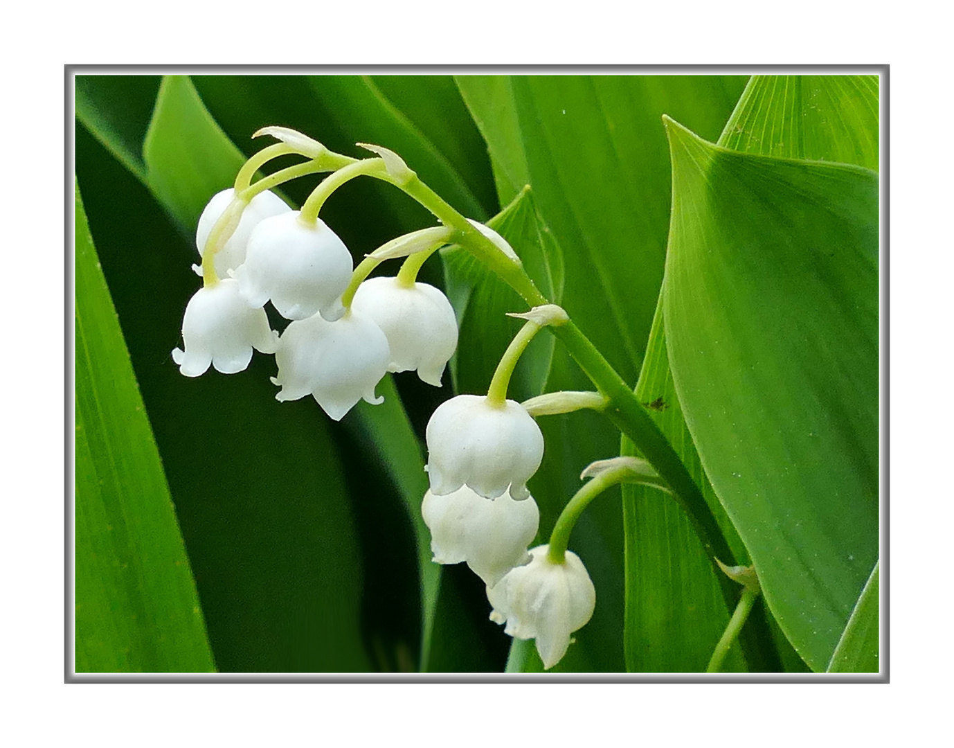 der Mai ist gekommen Foto &amp; Bild natur, blüten, maiglöckchen Bilder