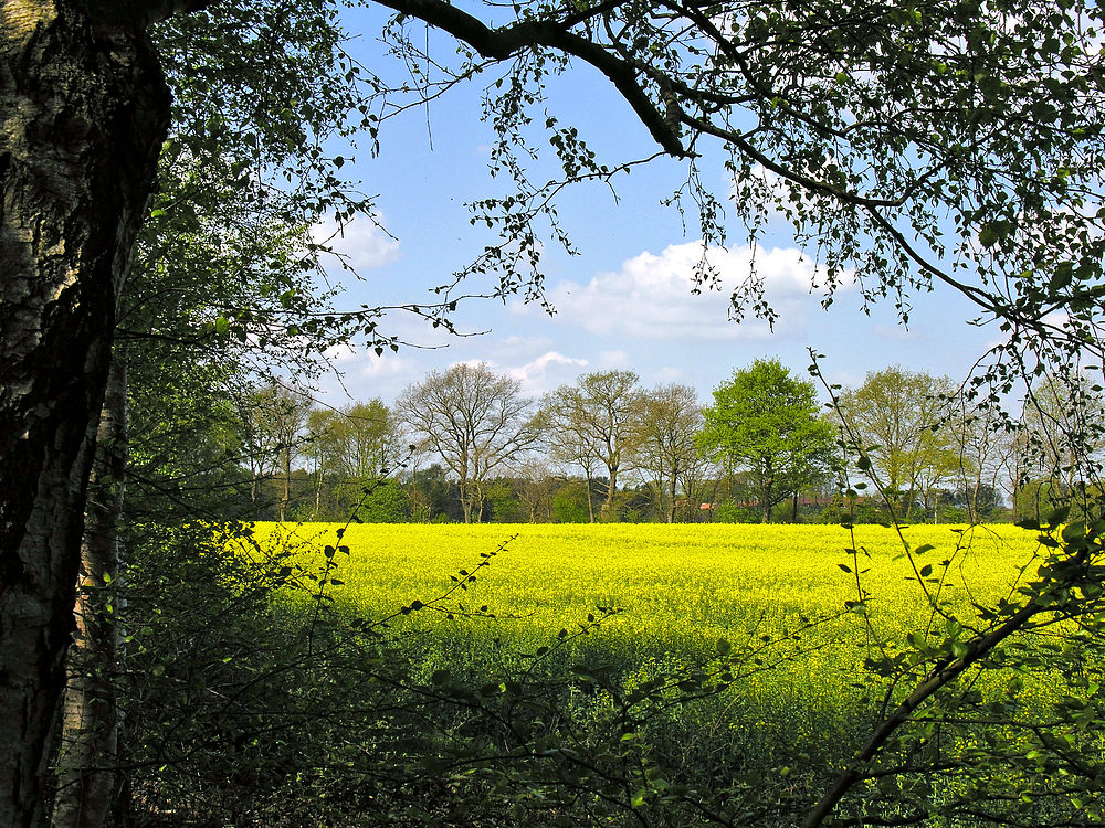 Der Mai ist gekommen&hellip; Foto &amp; Bild natur allgemein, natur Bilder
