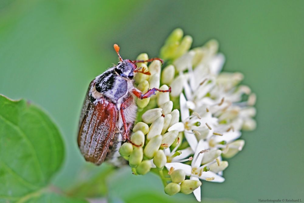 Der Mai ist gekommen&hellip; Foto &amp; Bild makro, frühling, natur Bilder auf