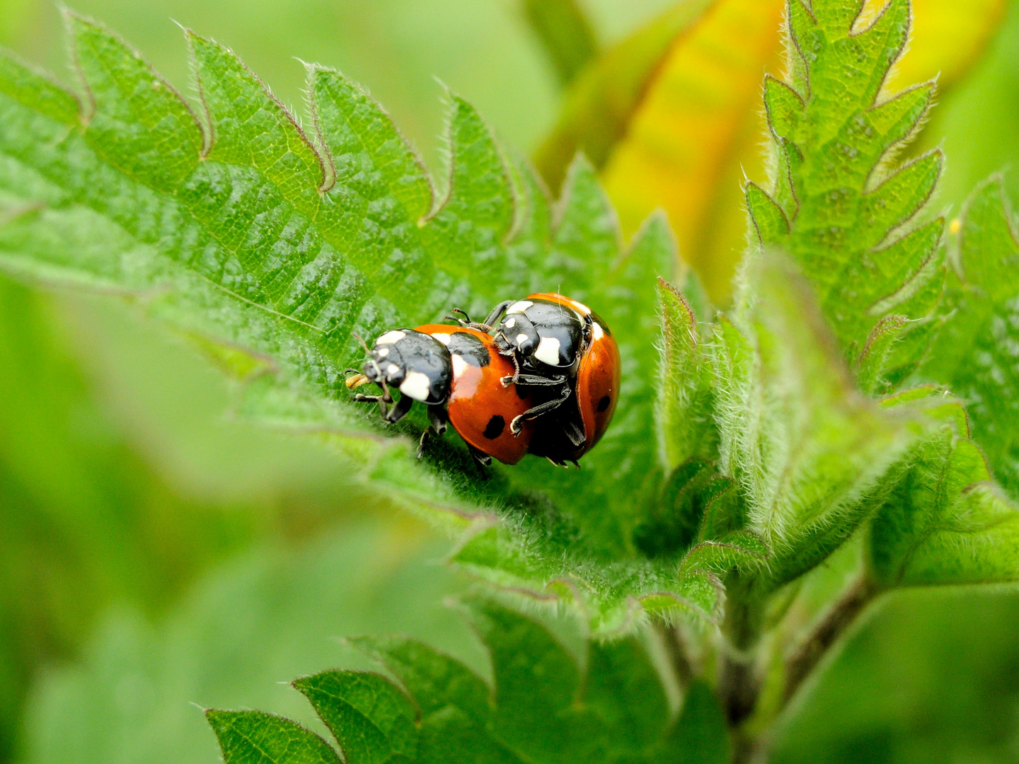 Der Mai ist gekommen Foto &amp; Bild makro, natur, insekt Bilder auf