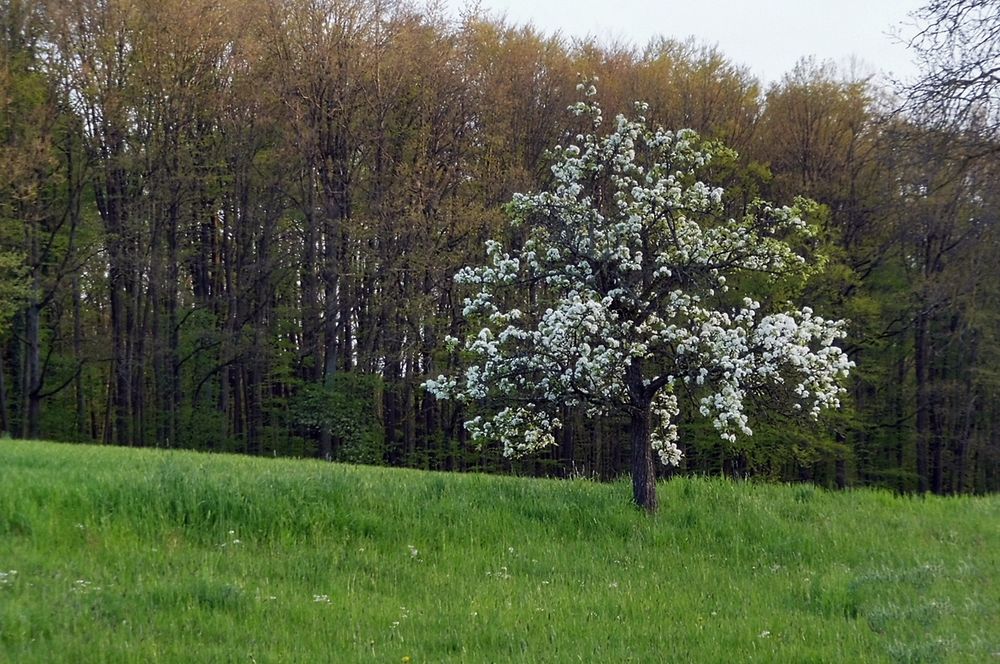 Der Mai ist gekommen ,die Bäume schlagen aus. Foto & Bild spezial