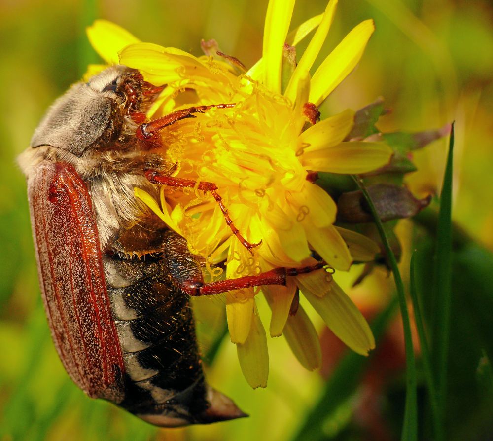 Der Mai-Käfer