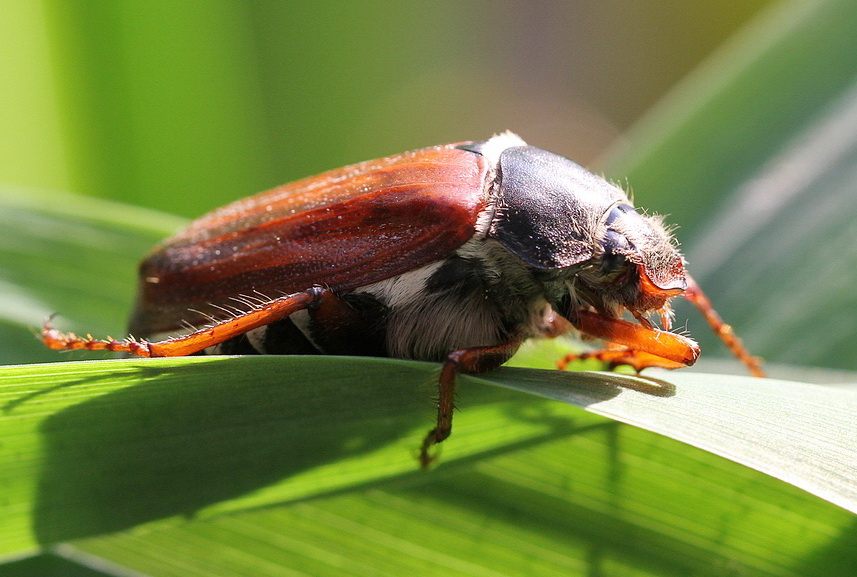 Der Mai ( Käfer ) ist da