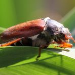 Der Mai ( Käfer ) ist da