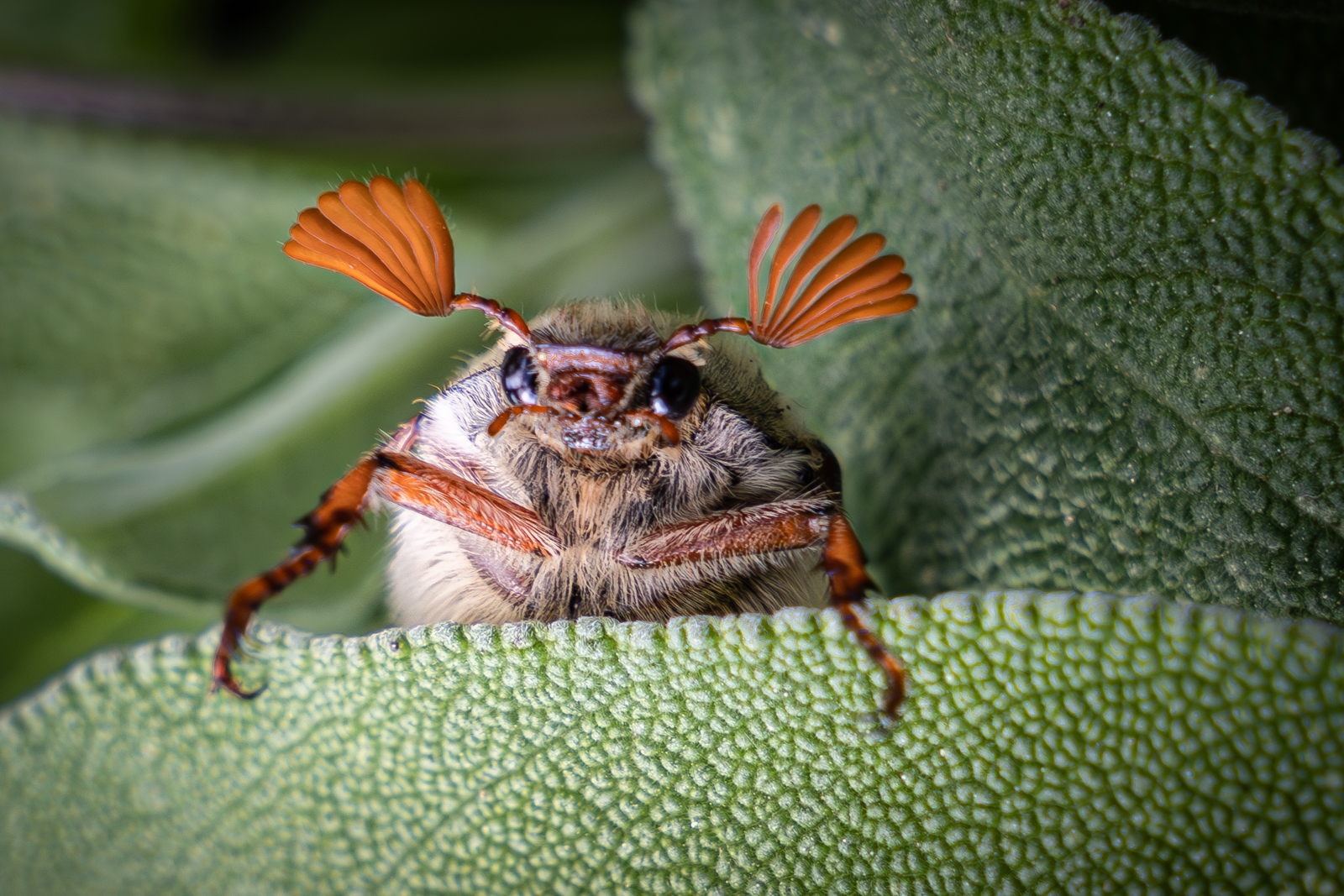 Der Mai (käfer) ist gekommen Foto & Bild tiere, wildlife, insekten