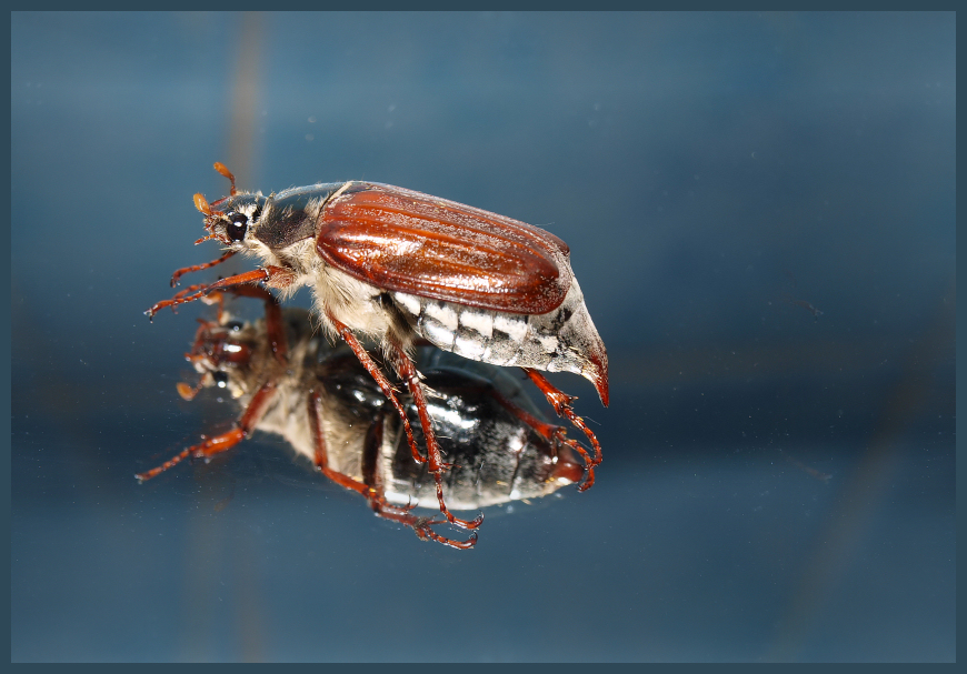 Der MAI (käfer) ist gekommen,der Auslöser schlägt zu