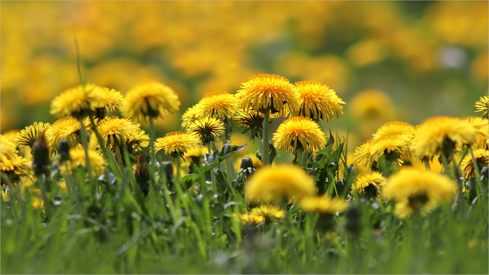 Der Mai kommt Foto & Bild | frühling, gelb, maiblume Bilder auf