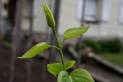 Der Mai-Regen beschleunigt die jungen Triebe