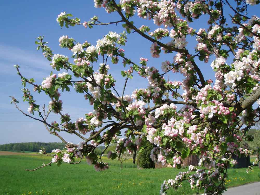 Der Mai und seine Blüten... Foto & Bild pflanzen, pilze & flechten