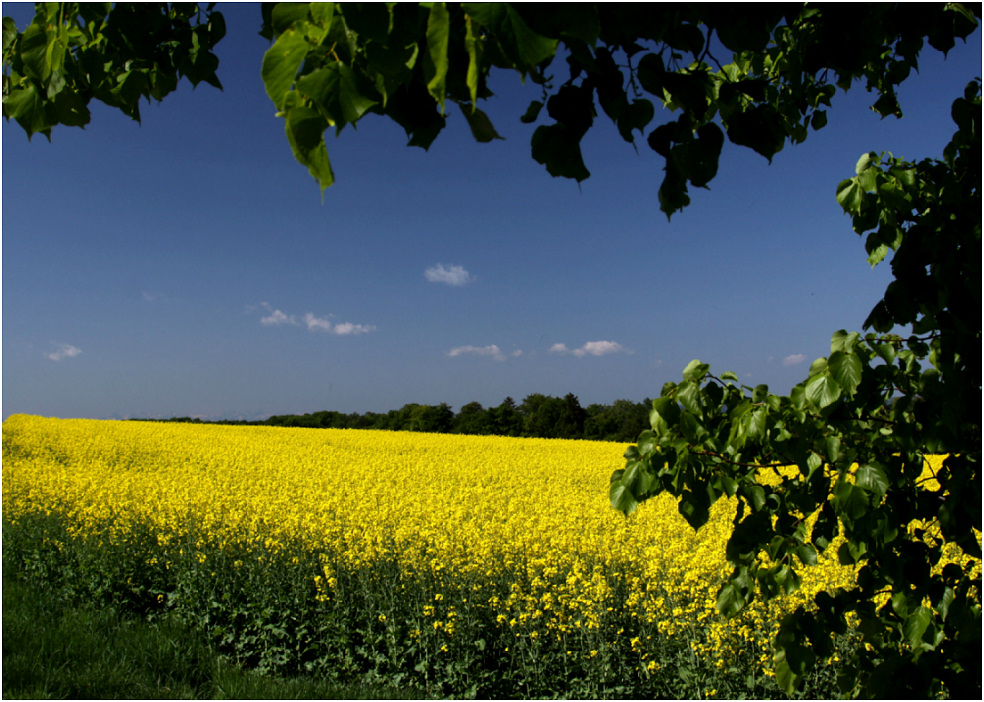 der Mai und seine Rapsblüte...