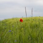 der Mai weht vorbei ....wie die Felder im Wind