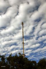 Der Maibaum