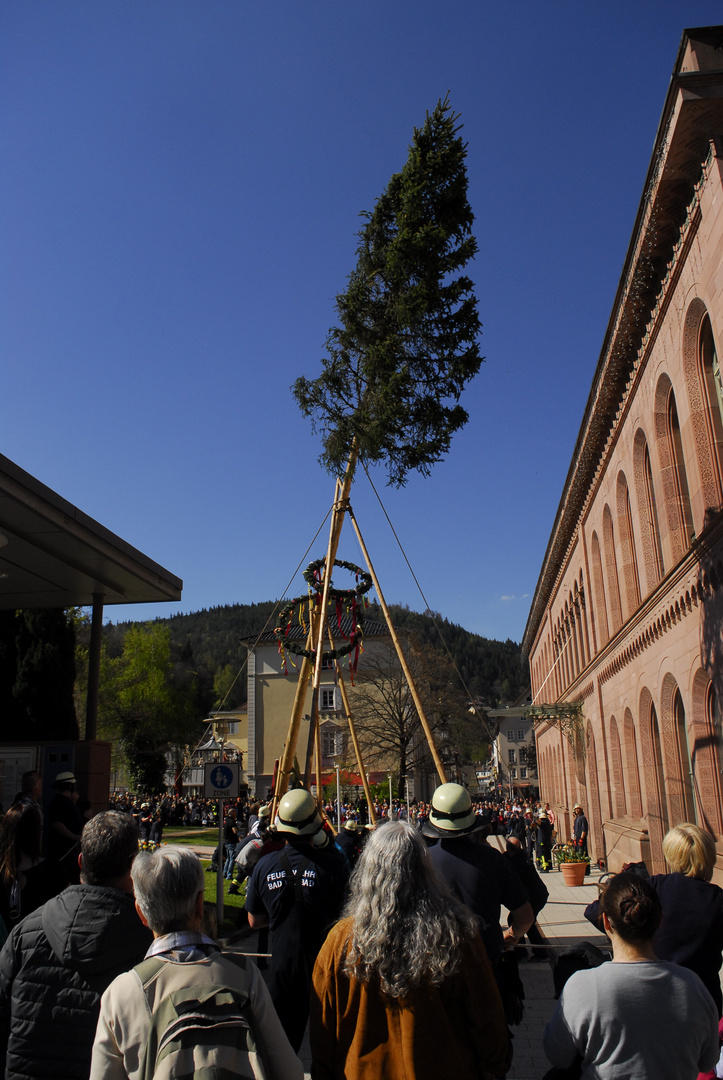 Der Maibaum