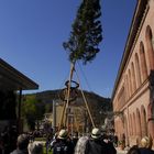 Der Maibaum