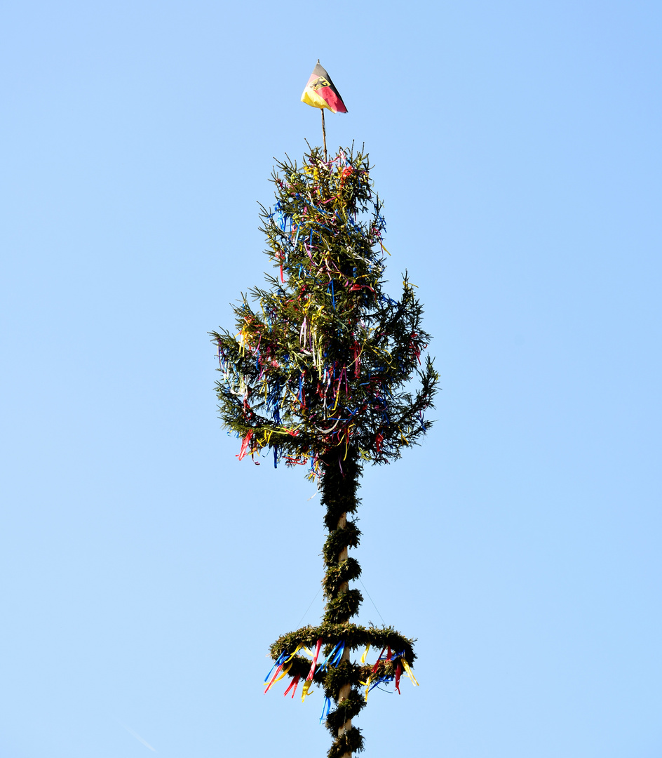 der Maibaum zum 1. Mai