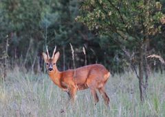 Der Maibock ......