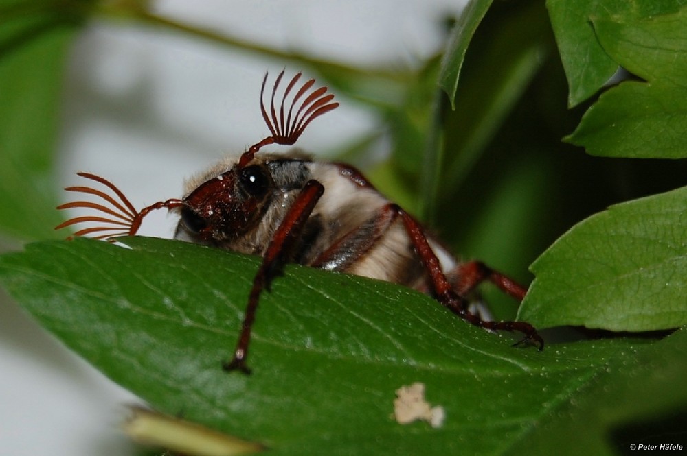 Der Maikäfer