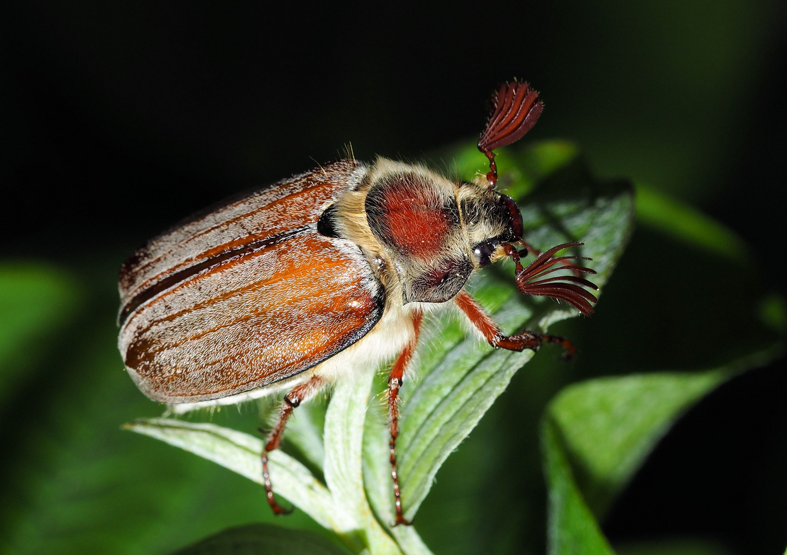 Der Maikäfer