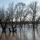 Der Main bei Hochwasser