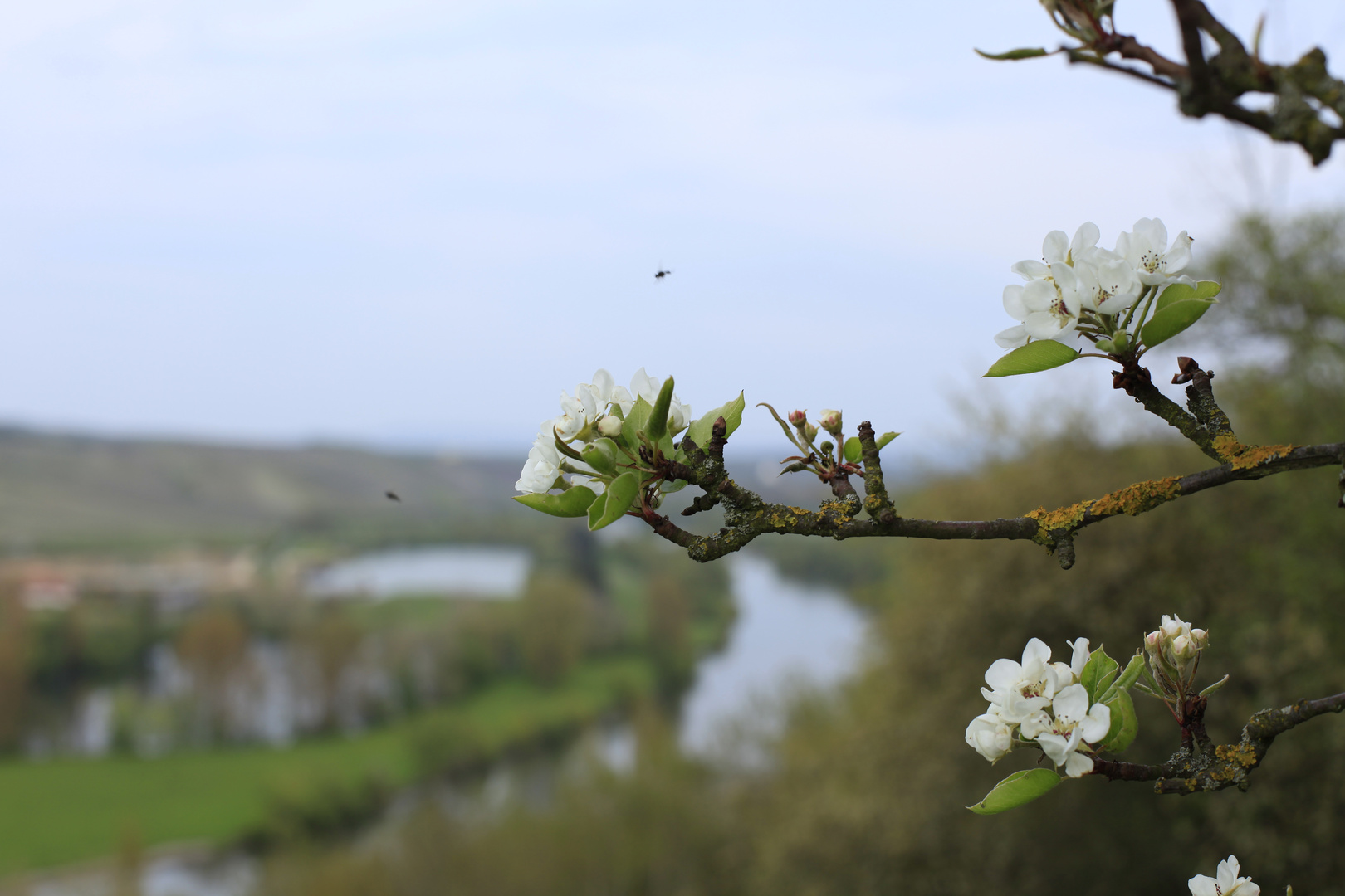 Der Main in Frühling bei Volkach