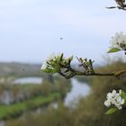 Der Main in Frühling bei Volkach