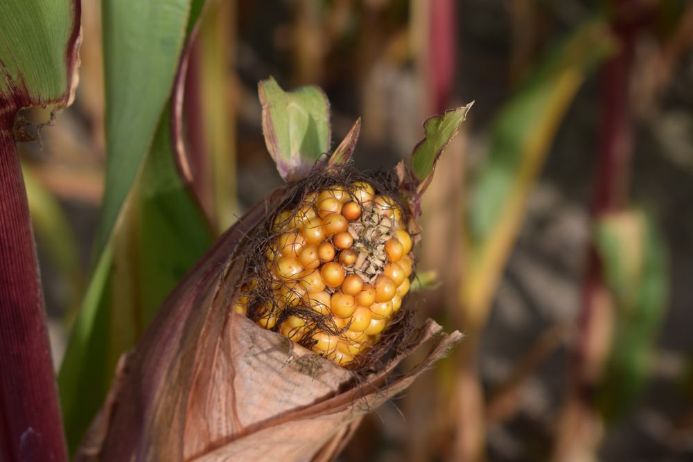 Der Mais kann geerntet werden !!!! Foto & Bild jahreszeiten, natur Bilder auf Der Mais kann geerntet werden !!!! Foto & Bild jahreszeiten, natur Bilder auf