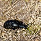 Der Maiwurm - "Ölkäfer"  ist schon im März unterwegss