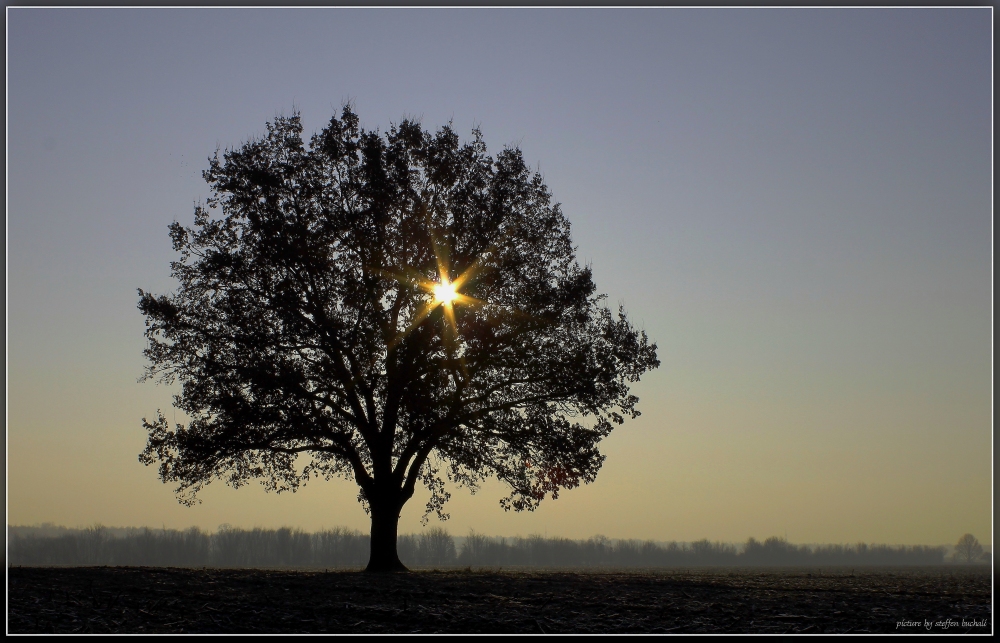 Der majestätische Baum - 2 -