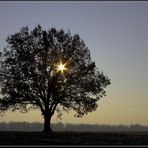 Der majestätische Baum - 2 -