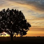 Der majestätische Baum