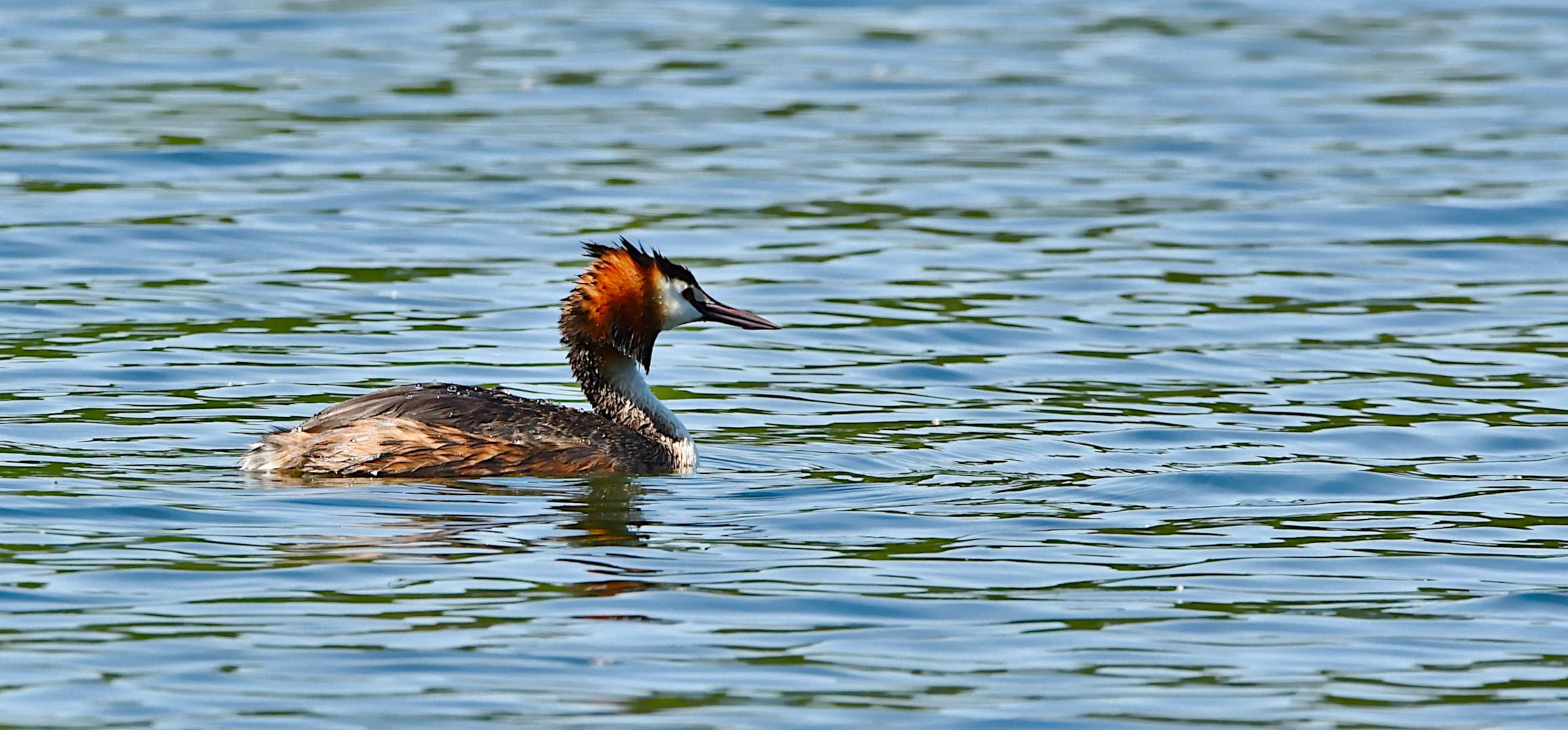 DER MAJESTÄTISCHE HAUBENTAUCHER.