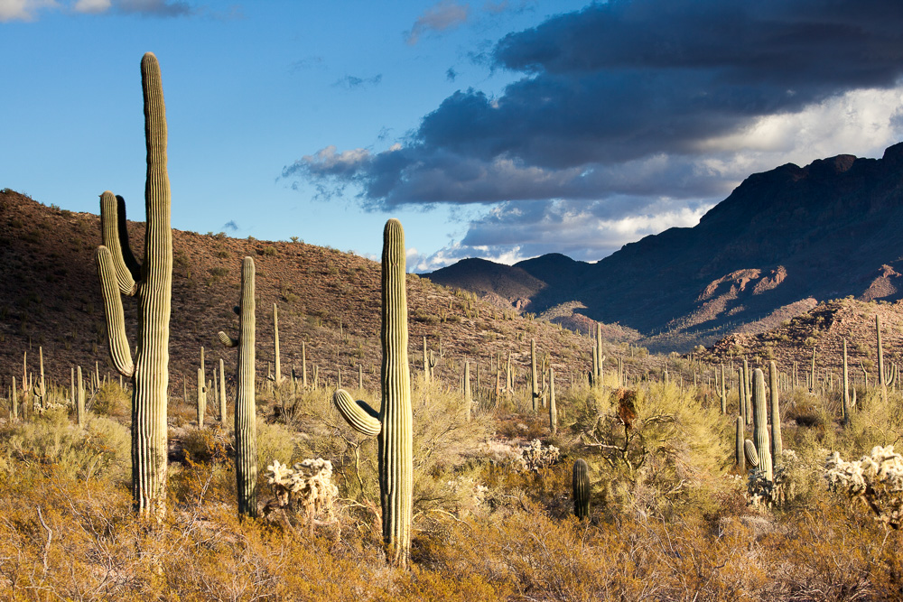 Der majestätische Saguaro