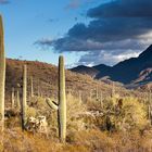 Der majestätische Saguaro