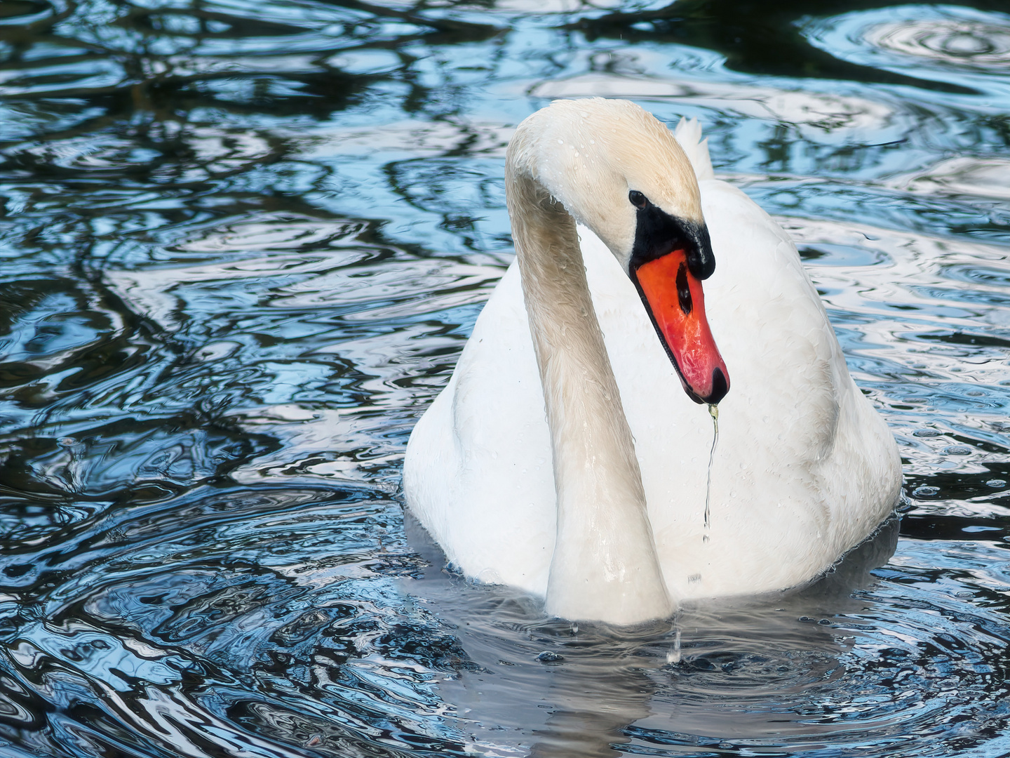 Der majestätische Schwan