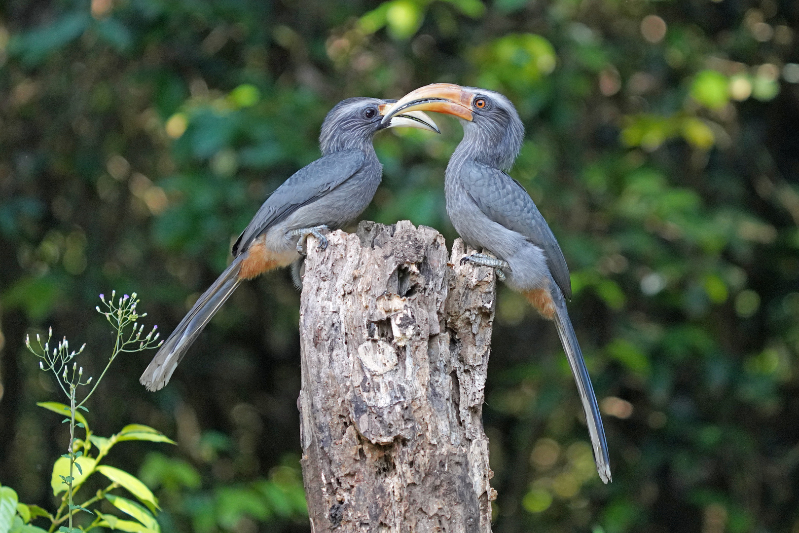 Der Malabar Grey Hornbill...