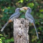 Der Malabar Grey Hornbill...