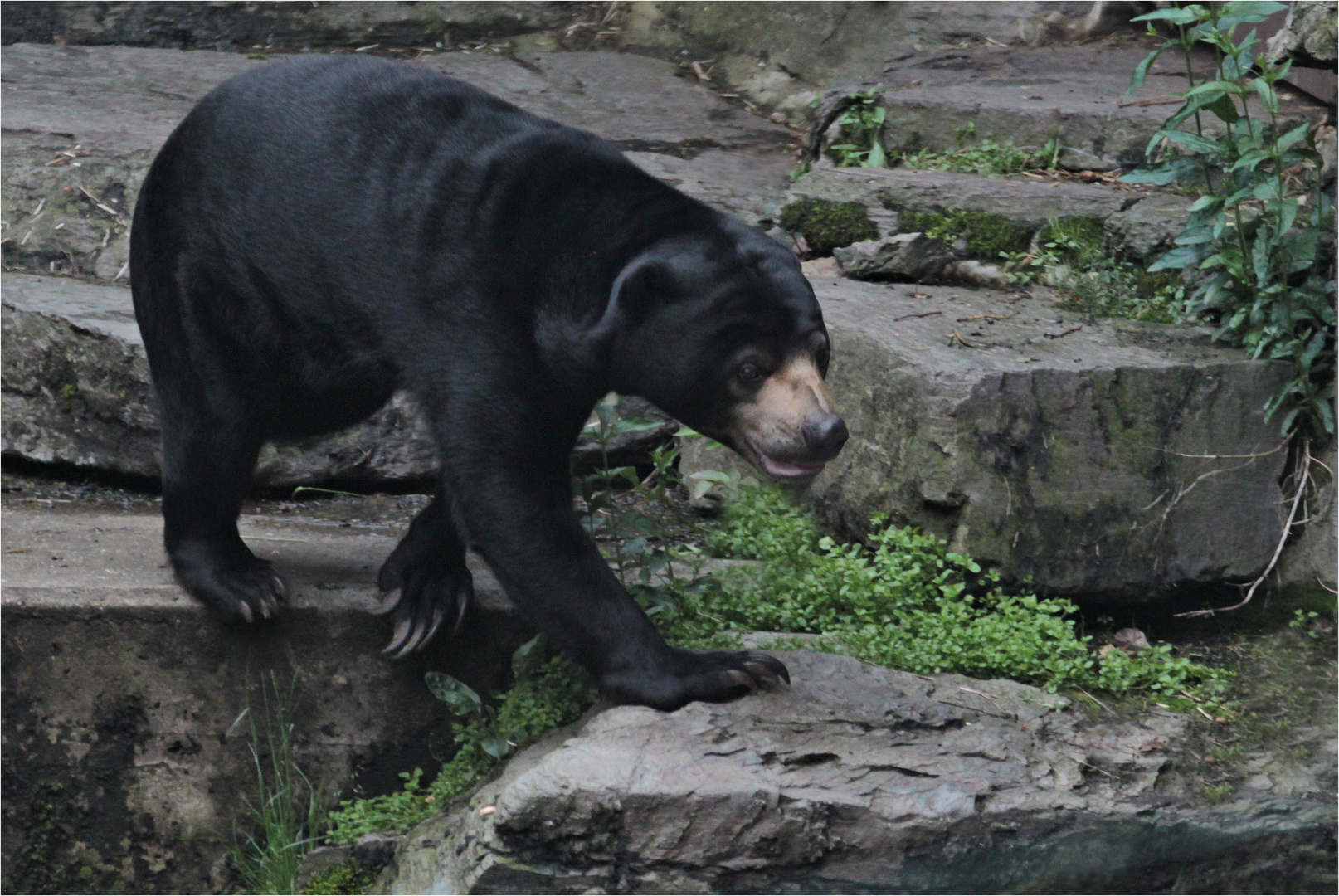 Der Malaienbär ...