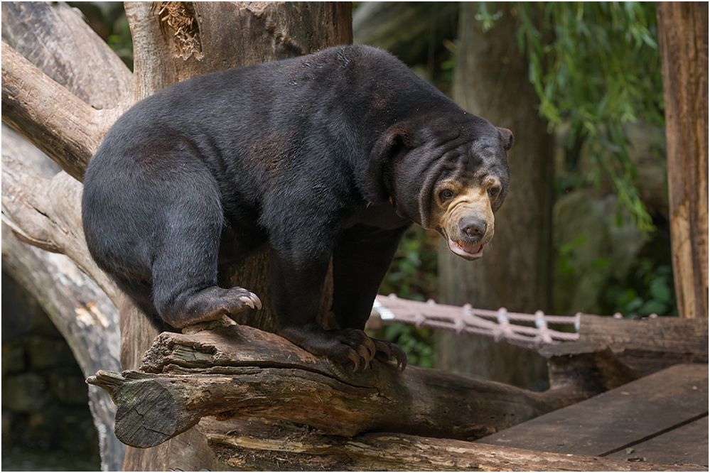 Der Malaienbär, eine imposante Erscheinung...