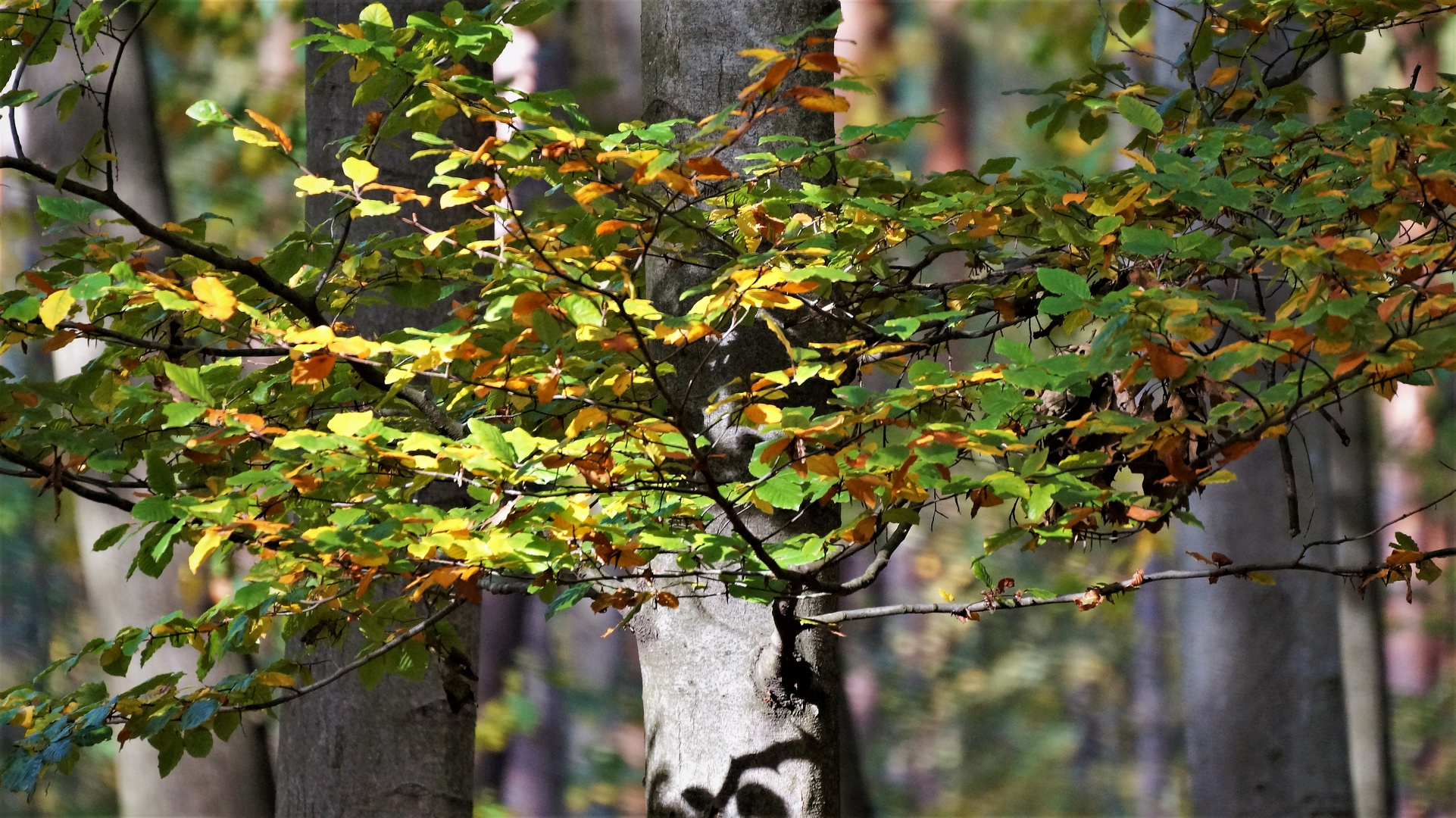 Der Maler Herbst 