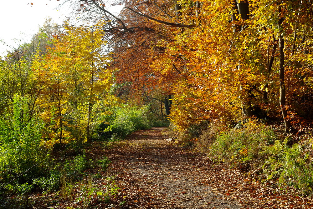 Der Maler Herbst