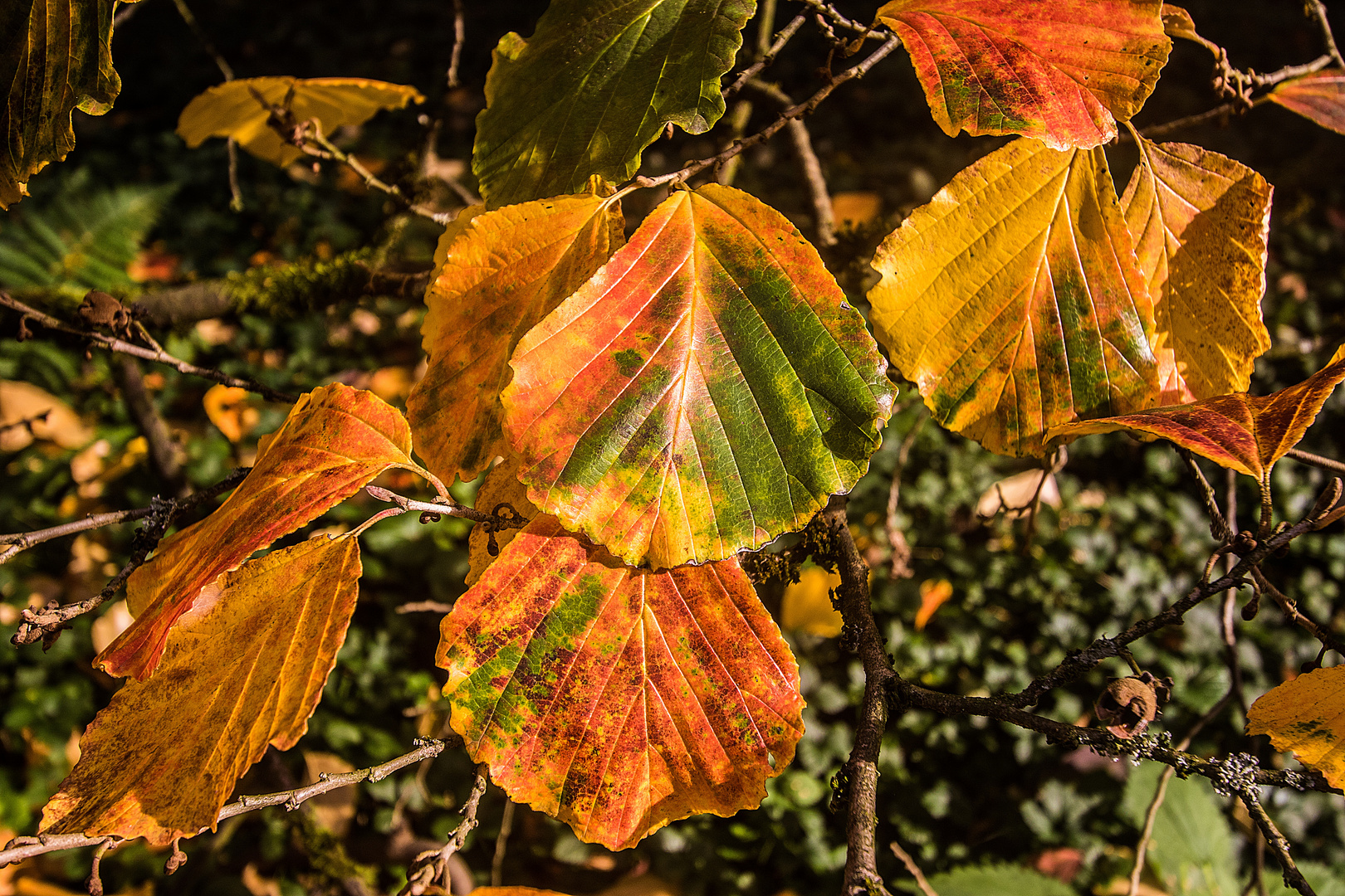 Der Maler Herbst geht durch das Land ..