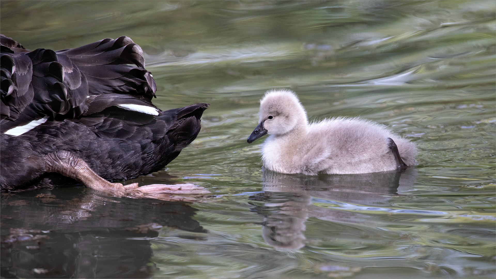 Der Mama auf den Fersen