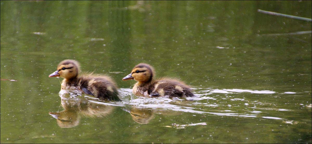 ...der Mama hinterher