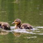 ...der Mama hinterher