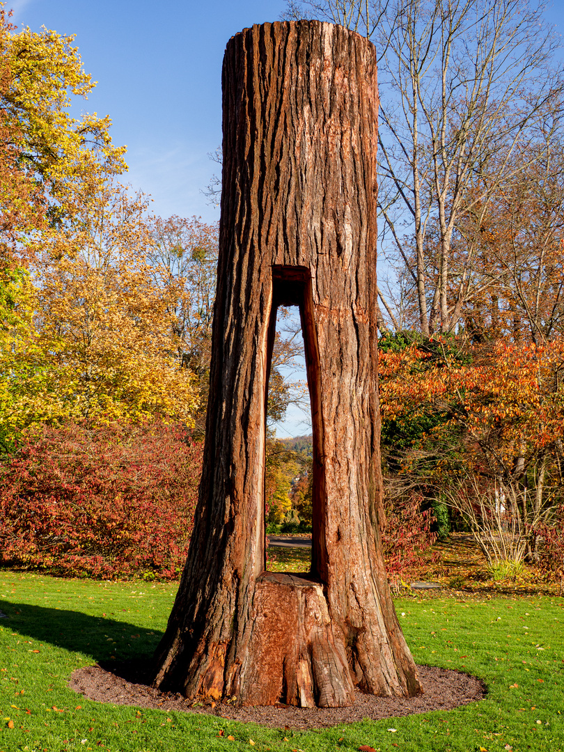 Der Mammutbaum in der Lichtentaler Allee